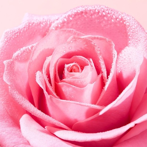 Nuxe Very Rose Loción...